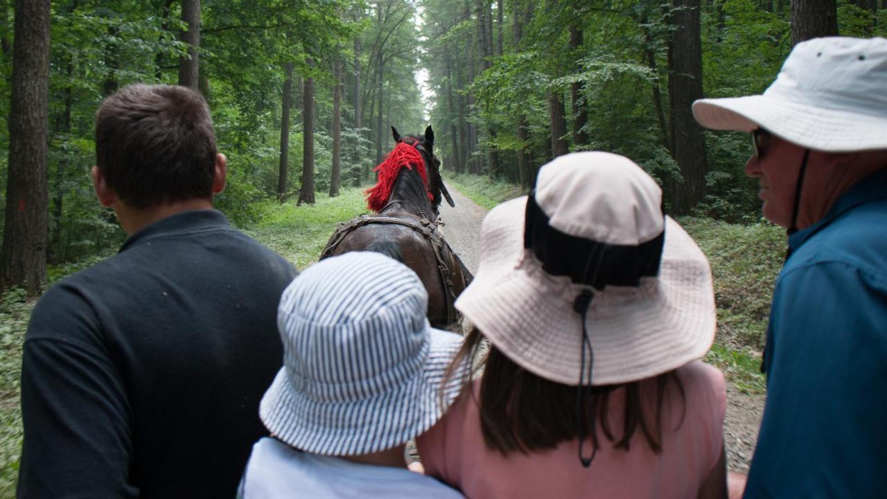 Pensiunea Tara Fagilor Suceava Bagian luar foto
